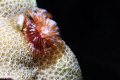   Christmastree Worm  